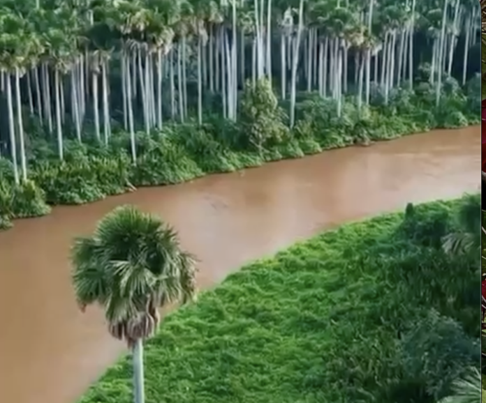 Rio Aquiadauana cercado por buritizal